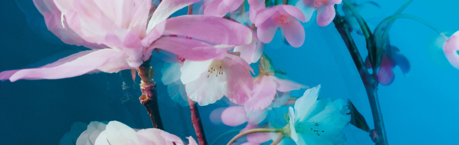 「游园惊梦」花开限定系列